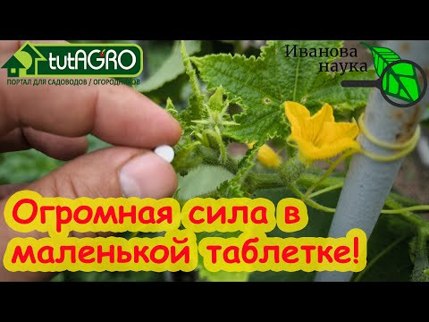 ОТ КЛОПОВ, ТЛЕЙ, БЕЛОКРЫЛКИ и СЛИЗНЕЙ... МАЛЕНЬКАЯ ТАБЛЕТКА! Что говорит наука о никотиновой кислоте