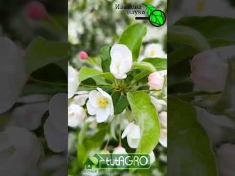 НЕВЕРОЯТНОЙ КРАСОТЫ НЕВЫСОКОЕ ДЕРЕВО - украшение любого участка! Аромат бесподобный!