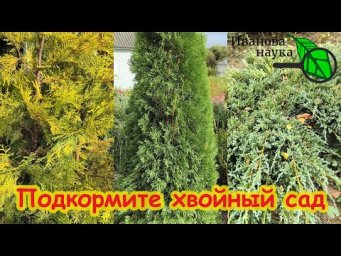 ЧУДЕСНОЕ УДОБРЕНИЕ ДЛЯ ПОДКОРМКИ ХВОЙНЫХ и РОЗ. Изумрудные и без коричневых шишек от этой подкормки.