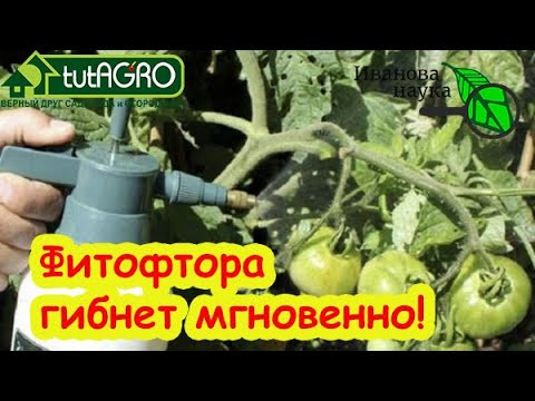 ВНИМАНИЕ! ФИТОФТОРА-2025! Она уже пришла! Чем срочно обработать томаты и огурцы от болезней.
