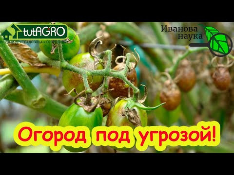 СРОЧНО! Спасаем огород от тумана! Томаты, огурцы, картофель, лук ПОД УГРОЗОЙ! Обязательная обработка СРОЧНО! Спасаем огород от тумана! Томаты, огурцы, картофель, лук ПОД УГРОЗОЙ! Обязательная обработка