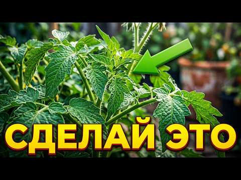 Болезни СБЕГУТ из огорода!  Забудь про фитофтору навсегда