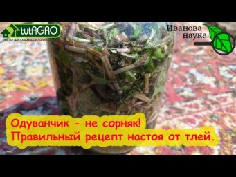 ТЛЮ ВЫЖИГАЕМ БЕЗ ХИМИИ! Правильное использование одуванчика против вредителей. Такой раствор поможет