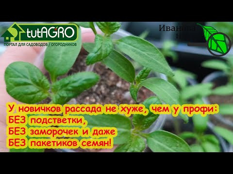 ДАЖЕ У НОВИЧКОВ РАССАДА - ЗАГЛЯДЕНЬЕ! Выращивайте рассаду этим способом и собирайте богатый урожай! ДАЖЕ У НОВИЧКОВ РАССАДА - ЗАГЛЯДЕНЬЕ! Выращивайте рассаду этим способом и собирайте богатый урожай!