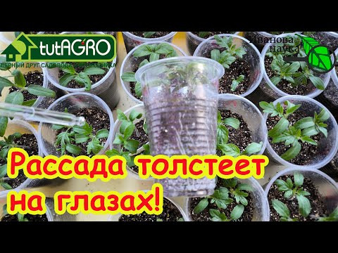 Дайте эту БОМБИЧЕСКУЮ подкормку рассаде и даже ХИЛАЯ рассада станет КРЕПКОЙ! Дайте эту БОМБИЧЕСКУЮ подкормку рассаде и даже ХИЛАЯ рассада станет КРЕПКОЙ!