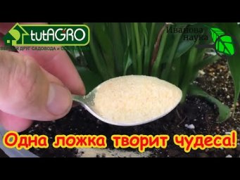 ВСЕГО 1 Ложка под Любой Домашний Цветок и Он Снова Позеленеет и Пышно Зацветет! И Мошки Уйдут Прочь!