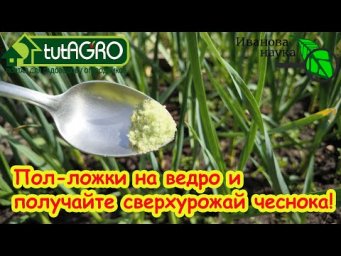 ПОЛЕЙТЕ ТАК ЧЕСНОК В ИЮНЕ И УРОЖАЙ ОЧЕНЬ ПОРАДУЕТ: подкормка чеснока на укрупнение головок.