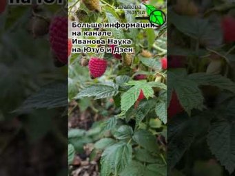 ЛЮБЛЮ ЭТУ ЯГОДУ БОЛЬШЕ ДРУГИХ! А какая ваша самая любимая? про какую ягоду рассказывать побольше?