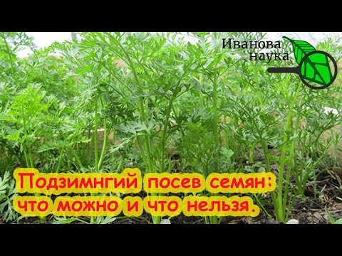 ЧТО МОЖНО СЕЯТЬ ПОД ЗИМУ? Какие семена можно, а какие нельзя сеять под зиму. Надежный посев семян. ЧТО МОЖНО СЕЯТЬ ПОД ЗИМУ? Какие семена можно, а какие нельзя сеять под зиму. Надежный посев семян.