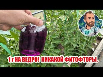 Всего 1 грамм на ведро &mdash; и никакой фитофторы!  Секрет за копейки: забываем про фитофтороз 
