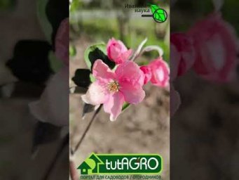 Мороз конкретно шарахнул по саду. А у вас в регионе тоже морозы в апреле?