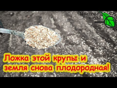 ЭТА КОПЕЕЧНАЯ КРУПА ПРЕВРАТИТ ПОЧВУ В ЧЕРНОЗЕМ! 1 ложка крупы и почва снова здоровая, плодородная. ЭТА КОПЕЕЧНАЯ КРУПА ПРЕВРАТИТ ПОЧВУ В ЧЕРНОЗЕМ! 1 ложка крупы и почва снова здоровая, плодородная.