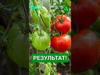 ШОК! ТОМАТЫ НАЛИВАЮТСЯ ЗА ДЕНЬ!  Эту подкормку МОЖЕТ СДЕЛАТЬ КАЖДЫЙ!