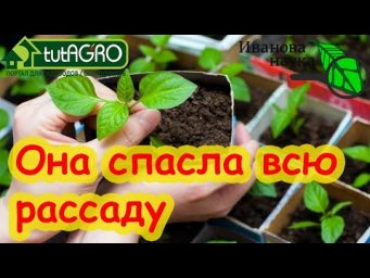 ОДНА ЖЕНЩИНА СПАСЛА ЭТИМ СРЕДСТВОМ ВСЮ РАССАДУ - так она написала в комментарии. И я ей верю!