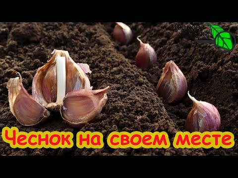 В ЭТОМ МЕСТЕ ЧЕСНОК и ЛУК САЖАТЬ НЕЛЬЗЯ: лук застрелкуется, чеснок сгниет. Где посадить чеснок. В ЭТОМ МЕСТЕ ЧЕСНОК и ЛУК САЖАТЬ НЕЛЬЗЯ: лук застрелкуется, чеснок сгниет. Где посадить чеснок.