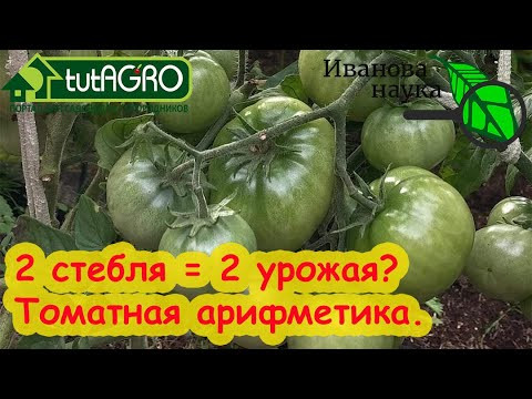 ТОМАТЫ В 1 и 2 СТЕБЛЯ: вот что надо для большого урожая. Какие томаты вести в 2 стебля.