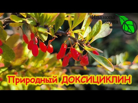 НИКОГДА НЕ ВЫБРАСЫВАЙТЕ ВЕТКИ ЭТОГО КУСТА! Природный антибиотик у вас в саду. Съедобный барбарис. НИКОГДА НЕ ВЫБРАСЫВАЙТЕ ВЕТКИ ЭТОГО КУСТА! Природный антибиотик у вас в саду. Съедобный барбарис.