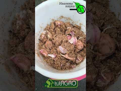 ОПАЗДЫВАЕТЕ С ПОСАДКОЙ ЧЕСНОКА? Не 6еда! Вот как надо посадить чеснок для большого урожая! ОПАЗДЫВАЕТЕ С ПОСАДКОЙ ЧЕСНОКА? Не 6еда! Вот как надо посадить чеснок для большого урожая!