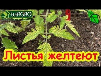 ЖЕЛТЕЮТ ЛИСТЬЯ - СУПЕРСРЕДСТВО ДРОЖЖИ! Если на нижних листьях пятна, листья вянут надо СРОЧНО...