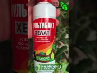 Томаты и огурцы БОРОМ подкармливаем только так! 