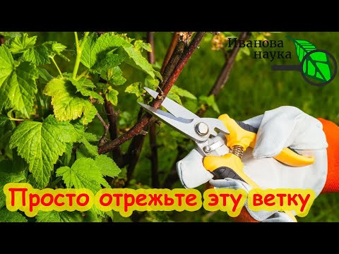 КРУПНЕЕ В 3 РАЗА, УРОЖАЙНЕЕ В 10 РАЗ! Летне-осенняя обрезка смородины. Самый простой способ.
