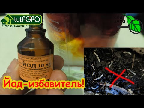 НЕСКОЛЬКО КАПЕЛЬ ЙОДА ИЗБАВЯТ ОТ ОПАСНЫХ ВРЕДИТЕЛЕЙ и БОЛЕЗНЕЙ. Йод для лечения растений. НЕСКОЛЬКО КАПЕЛЬ ЙОДА ИЗБАВЯТ ОТ ОПАСНЫХ ВРЕДИТЕЛЕЙ и БОЛЕЗНЕЙ. Йод для лечения растений.