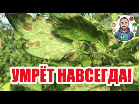 ЭТОТ КЛАД НИКОМУ НЕ НУЖЕН!  Как навсегда забыть про кладоспориоз на томатах и огурцах! 