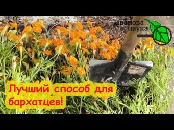 ЛУЧШИЙ СПОСОБ ИСПОЛЬЗОВАТЬ БАРХАТЦЫ С ПОЛЬЗОЙ. Просто сделайте это с тагетесом осенью и класс!
