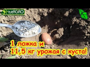 ПРОСТОЙ СПОСОБ ПОВЫСИТЬ УРОЖАЙ КАРТОФЕЛЯ. Питание, защита и уход на сезон. Лучше китайского метода!