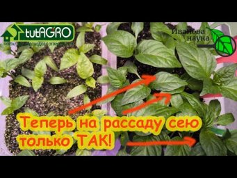 Теперь семена на рассаду сею ТОЛЬКО ТАК! Другие способы больше не использую. Доказано результатами!