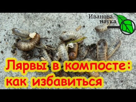 В КОМПОСТЕ ЗАВЕЛИСЬ БЕЛЫЕ ЛЯРВЫ. Вредители в компосте. Как очистить компост от личинок вредителей. В КОМПОСТЕ ЗАВЕЛИСЬ БЕЛЫЕ ЛЯРВЫ. Вредители в компосте. Как очистить компост от личинок вредителей.