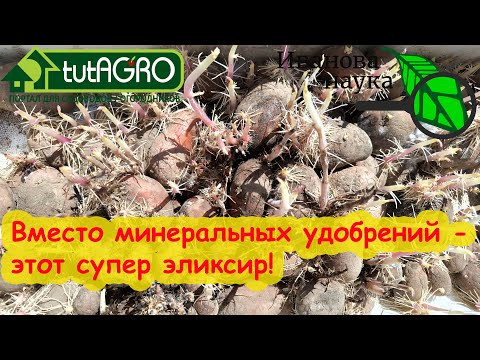 ОТОРВИТЕСЬ ОТ ПОЛИТИКИ! Посмотрите! НЕ ВЫБРАСЫВАЙТЕ СТАРУЮ КАРТОШКУ! Домашнее супер удобрение. ОТОРВИТЕСЬ ОТ ПОЛИТИКИ! Посмотрите! НЕ ВЫБРАСЫВАЙТЕ СТАРУЮ КАРТОШКУ! Домашнее супер удобрение.