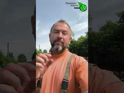САМАЯ важная подкормка клубники ПОСЛЕ сбора урожая! Как заложить гигантский урожай на будущий год САМАЯ важная подкормка клубники ПОСЛЕ сбора урожая! Как заложить гигантский урожай на будущий год