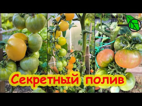 ОСТАНОВКА ФИТОФТОРЫ. Хоть дождь, хоть роса, но я избавился на томатах от всех болезней БЕЗ ХИМИИ!