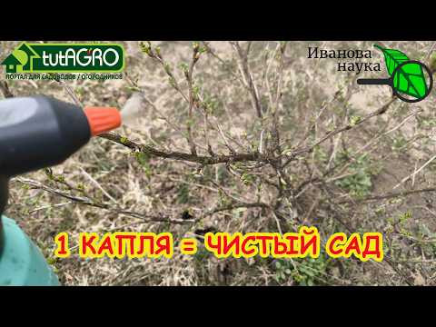 Этот порошок творит чудеса: болезни исчезнут на глазах! Мощный очиститель для деревьев и кустов. Этот порошок творит чудеса: болезни исчезнут на глазах! Мощный очиститель для деревьев и кустов.