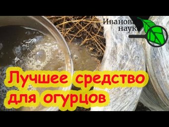 Полил 1 раз ОГУРЦЫ и они нарастают тоннами: ВОССТАНОВИТЕЛЬ ПОЧВЫ и АКТИВАТОР КОРНЕЙ своими руками.