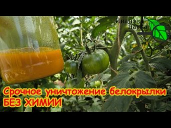 СУПЕР СРЕДСТВО ОТ БЕЛОКРЫЛКИ БЕЗ ХИМИИ СВОИМИ РУКАМИ.