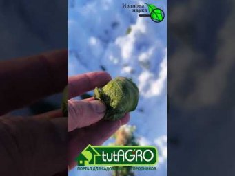 Этот урожай собираю в ЯНВАРЕ!