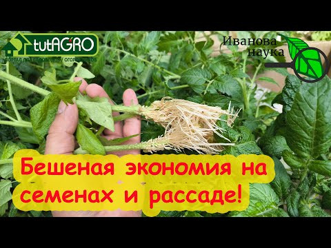 НОВАЯ РАССАДА ТОМАТА ЗА... 5 дней! Вот что надо сделать, чтобы не платить за семена. НОВАЯ РАССАДА ТОМАТА ЗА... 5 дней! Вот что надо сделать, чтобы не платить за семена.