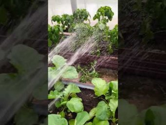 Избавляюсь от паразитов обычной водой. Никакой химии. Только вода.