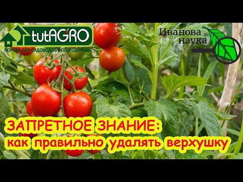 Безумный урожай: как я увеличил количество томатов без подкормок. Что скрывает верхушка томата?