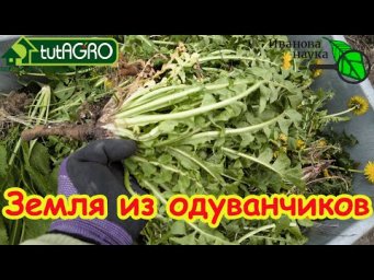 САМОЕ ВРЕМЯ: готовим землю из ОДУВАНЧИКОВ! Узнайте первыми этот уникальный рецепт домашнего средства