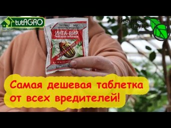 ХВАТИТ и ПОЛ ТАБЛЕТКИ! САМОЕ ДЕШЕВОЕ СРЕДСТВО ПОМОГАЕТ ОТ тли, белокрылки, гусениц, клопов и трипсов