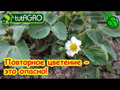 ЗАЦВЕЛА ОБЫЧНАЯ КЛУБНИКА и СМОРОДИНА ОСЕНЬЮ? Надо бить тревогу! Вот как вернуть урожай в сад. ЗАЦВЕЛА ОБЫЧНАЯ КЛУБНИКА и СМОРОДИНА ОСЕНЬЮ? Надо бить тревогу! Вот как вернуть урожай в сад.