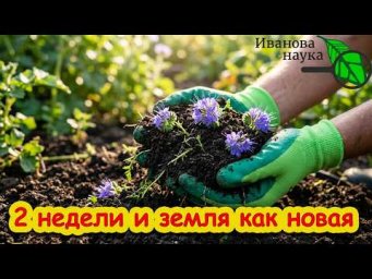 ПРЕВРАТИТЕ БЕДНУЮ ЗЕМЛЮ В ПЛОДОРОДНЫЙ РАЙ! Этот сидерат творит чудеса. Как улучшить почву