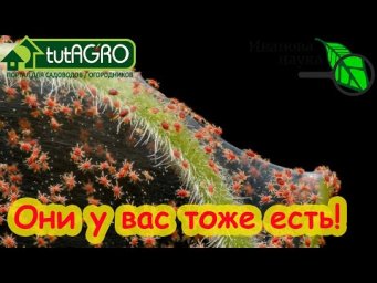 ВСЕ СПОСОБЫ БОРЬБЫ С ПАУТИННЫМ КЛЕЩОМ: от рассады до урожая. Как избавиться от паутинного клеща.