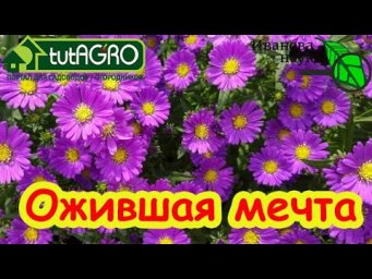 ЭТИ ЦВЕТЫ ЦВЕТУД ДО КРЕПКИХ МОРОЗОВ! УЧАСТОК КРАСИВЫЙ ДО ПОЗДНЕЙ ОСЕНИ! Чем украсить сад до морозов.