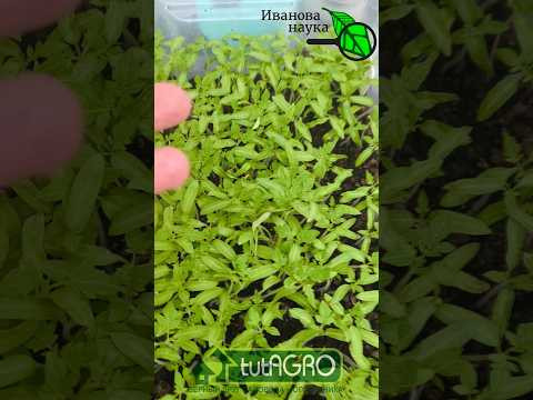 РАССАДА БОЛЬШЕ НЕ ГИБНЕТ! Куда пропали болезни рассады? Черной ножки нет: что я изменил в этом году. РАССАДА БОЛЬШЕ НЕ ГИБНЕТ! Куда пропали болезни рассады? Черной ножки нет: что я изменил в этом году.