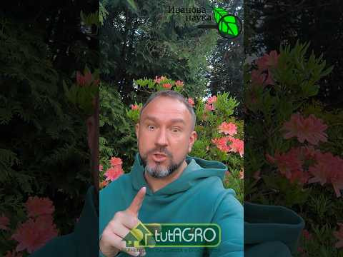 СЕМЕНА АЛТАЯ: секретная схема, как они разоряют дачников! Защита томатов от фитофторы без купороса.