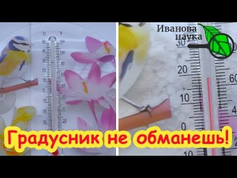 СЕМНА ПЛОХО ВСХОДЯТ? Вот что надо сделать. Всхожесть 100 %!